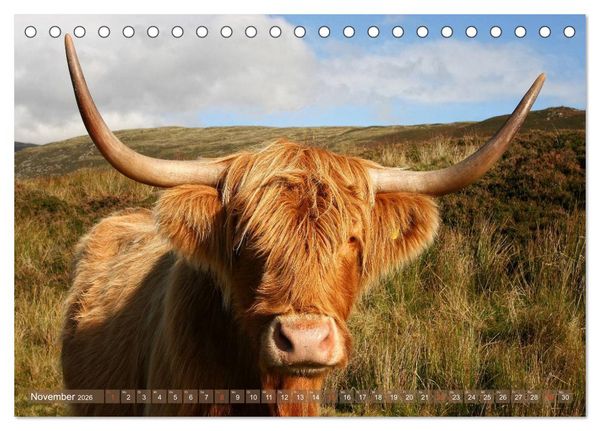 Produktbild: Schottische Hochlandrinder - Highland Cattle im Portrait (Tischkalender 2026 DIN A5 quer), CALVENDO Monatskalender