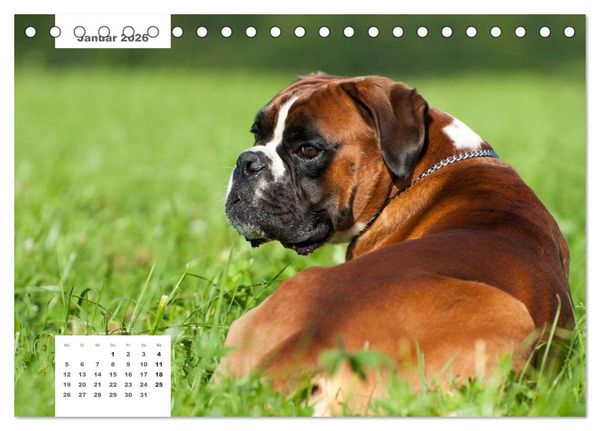 Produktbild: Rassehunde (Tischkalender 2026 DIN A5 quer), CALVENDO Monatskalender