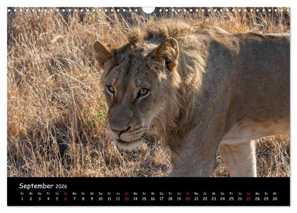 Produktbild: Tier-Momente in Afrika (Wandkalender 2026 DIN A3 quer), CALVENDO Monatskalender
