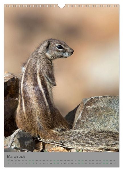 Produktbild: Wildlife of Spain (Wall Calendar 2026 DIN A3 portrait), CALVENDO 12 Month Wall Calendar