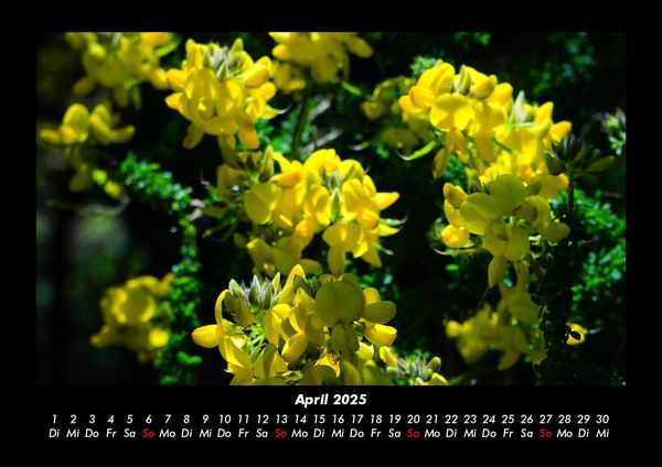 Produktbild: Blumenkalender 2025 Fotokalender DIN A3