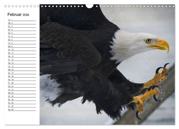Produktbild: Wei&szlig;kopfseeadler. Symbol der Freiheit (Wandkalender 2026 DIN A3 quer), CALVENDO Monatskalender