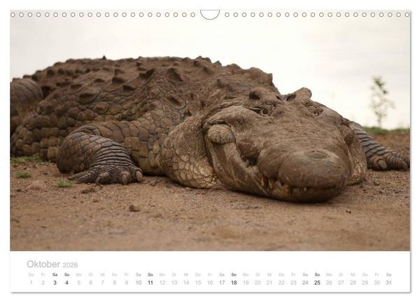 Produktbild: Tierische Gl&uuml;cksmomente mit Weisheiten (Wandkalender 2026 DIN A3 quer), CALVENDO Monatskalender
