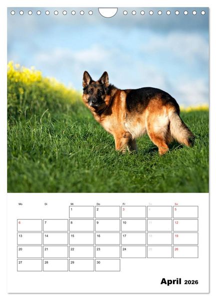 Produktbild: Deutsche Sch&auml;ferhunde - Seelentr&ouml;ster auf vier Pfoten (Wandkalender 2026 DIN A4 hoch), CALVENDO Monatskalender