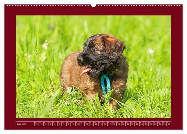 Produktbild: Herz auf vier Pfoten - Briard (Wandkalender 2026 DIN A2 quer), CALVENDO Monatskalender
