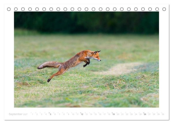 Produktbild: Der Rotfuchs (Tischkalender 2027 DIN A5 quer), CALVENDO Monatskalender