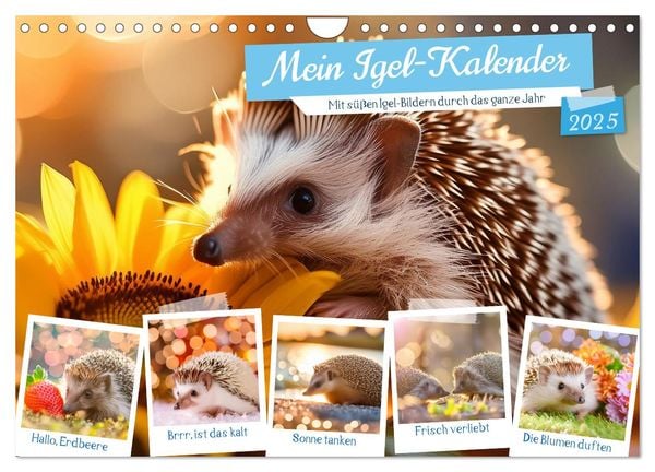 Mein Igel-Kalender (Wandkalender 2025 DIN A4 quer), CALVENDO Monatskalender