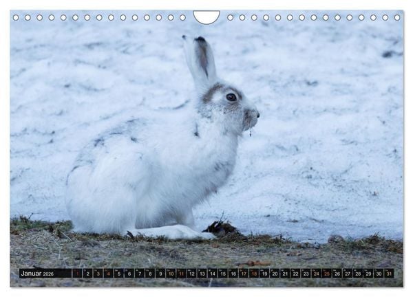 Produktbild: Die grandiose Tierwelt von Finnland (Wandkalender 2026 DIN A4 quer), CALVENDO Monatskalender