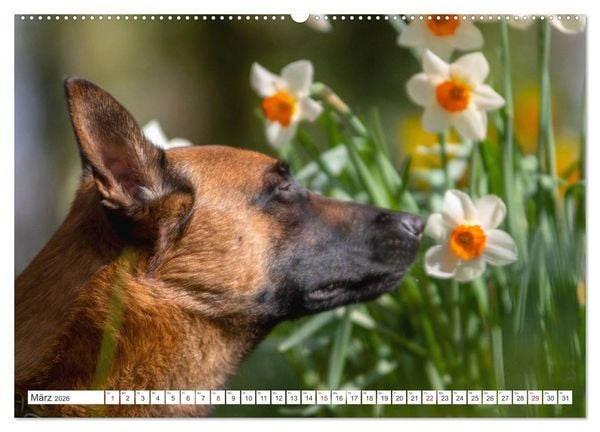 Produktbild: Malinois - belgischer Sch&auml;ferhund (hochwertiger Premium Wandkalender 2026 DIN A2 quer), Kunstdruck in Hochglanz
