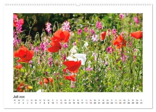 Produktbild: Mein Sehnsuchtsort, die Blumenwiese (Wandkalender 2026 DIN A2 quer), CALVENDO Monatskalender