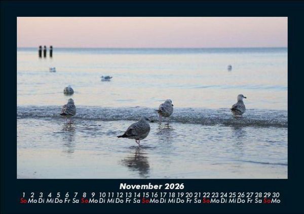 Produktbild: M&ouml;wen 2026 Fotokalender DIN A5