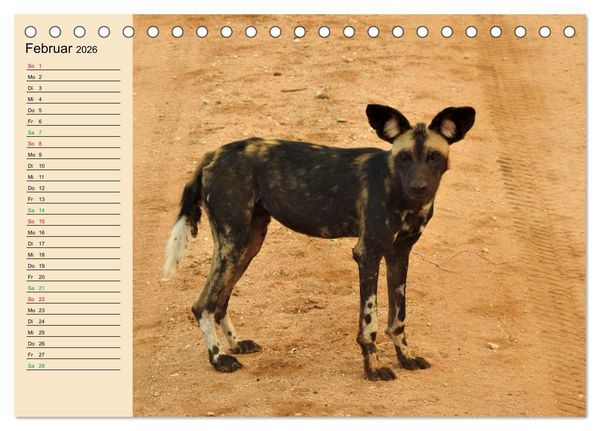 Produktbild: Verr&uuml;ckt nach Safari Verr&uuml;ckt nach Abenteuer in Kenia (Tischkalender 2026 DIN A5 quer), CALVENDO Monatskalender