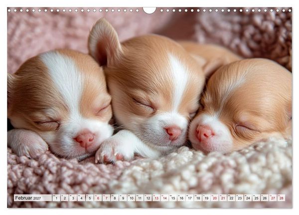 Produktbild: Niedliche Chihuahuas (Wandkalender 2027 DIN A3 quer), CALVENDO Monatskalender