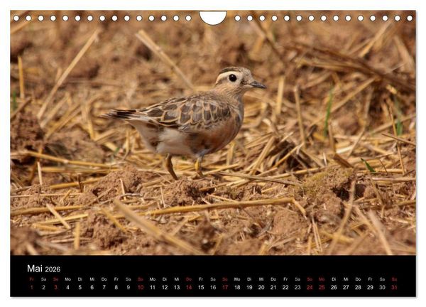 Produktbild: Limikolen Watv&ouml;gel auf dem Zug (Wandkalender 2026 DIN A4 quer), CALVENDO Monatskalender