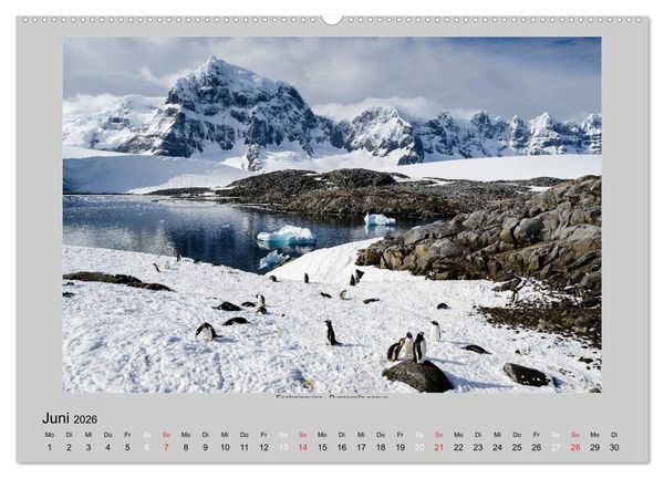 Produktbild: Tierleben in der Antarktis (Wandkalender 2026 DIN A2 quer), CALVENDO Monatskalender