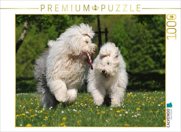 CALVENDO Puzzle Spielende Bobtails | 1000 Teile Lege-Größe 64x48cm Foto-Puzzle für glückliche Stunden