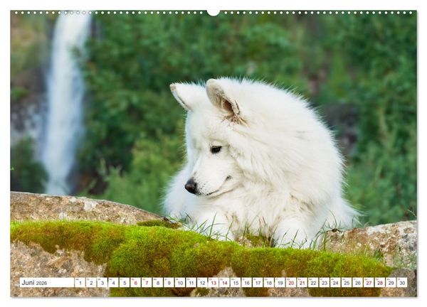 Produktbild: Der Samojede - Sch&ouml;nheit des Nordens (hochwertiger Premium Wandkalender 2026 DIN A2 quer), Kunstdruck in Hochglanz