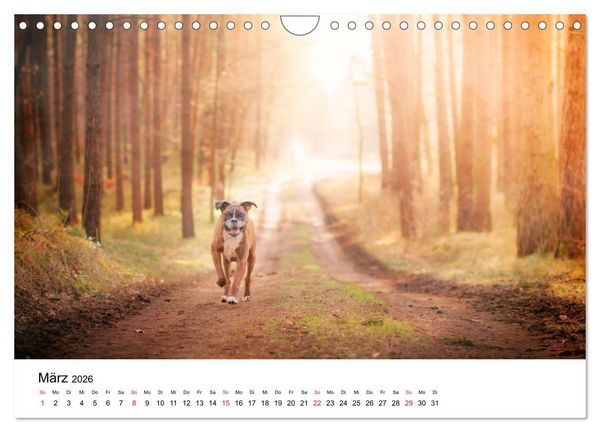 Produktbild: Deutscher Boxer (Wandkalender 2026 DIN A4 quer), CALVENDO Monatskalender