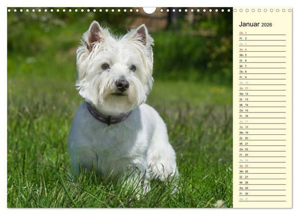 Produktbild: Kobold auf 4 Pfoten - West Highland White Terrier (Wandkalender 2026 DIN A3 quer), CALVENDO Monatskalender