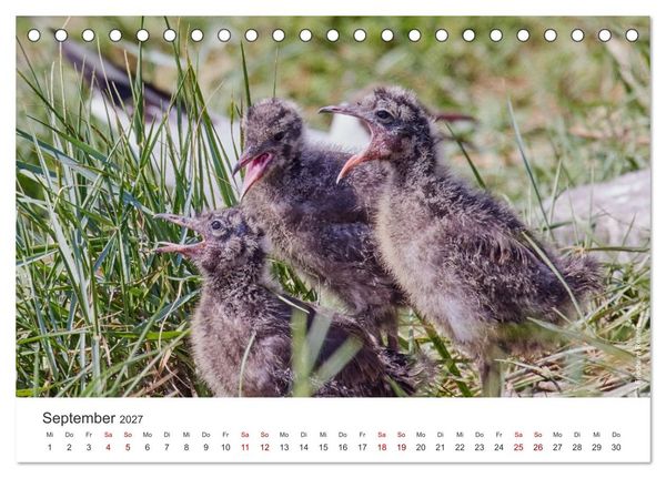 Produktbild: Halbinsel Eiderstedt - Momente der Natur (Tischkalender 2027 DIN A5 quer), CALVENDO Monatskalender