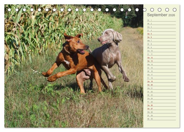 Produktbild: Rhodesian Ridgeback - Jung, wild, zuckers&uuml;&szlig; (Tischkalender 2026 DIN A5 quer), CALVENDO Monatskalender