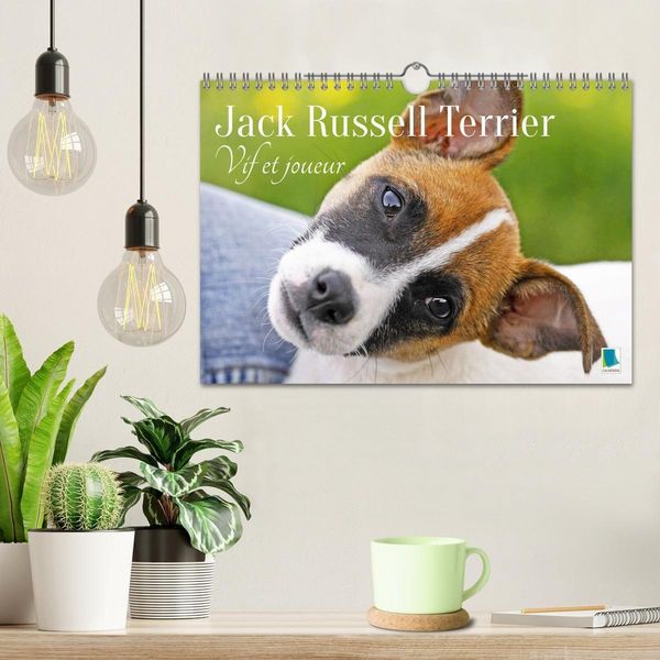 Produktbild: Jack Russell Terrier : vif et joueur (Calendrier mural 2026 DIN A4 vertical), CALVENDO calendrier mensuel