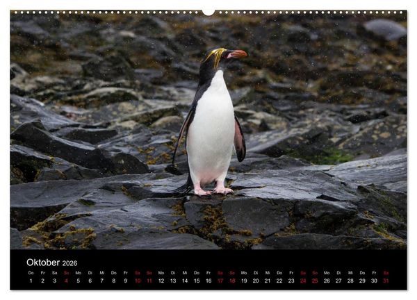 Produktbild: Pinguine - sympathische Fracktr&auml;ger im eisigen S&uuml;den (Wandkalender 2026 DIN A2 quer), CALVENDO Monatskalender
