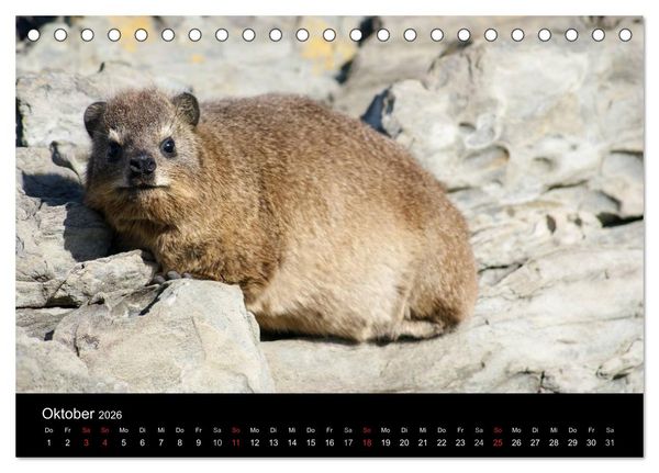 Produktbild: Faszinierendes S&uuml;dafrika (Tischkalender 2026 DIN A5 quer), CALVENDO Monatskalender