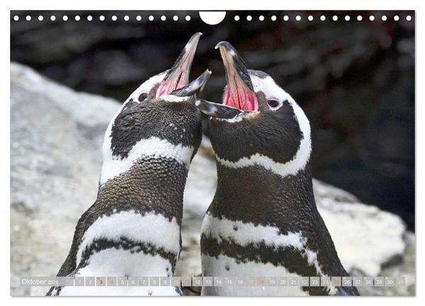 Produktbild: Pinguine: Gehupft wie gesprungen (Wandkalender 2026 DIN A4 quer), CALVENDO Monatskalender