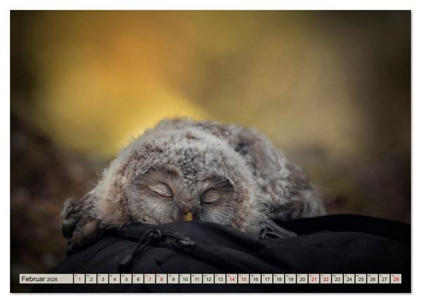 Produktbild: Eulen - sch&ouml;n und geheimnisvoll (hochwertiger Premium Wandkalender 2026 DIN A2 quer), Kunstdruck in Hochglanz