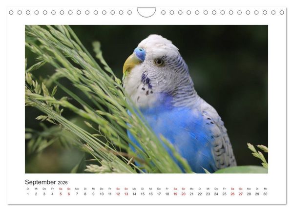 Produktbild: Wellensittichkalender! - Das Original (Wandkalender 2026 DIN A4 quer), CALVENDO Monatskalender