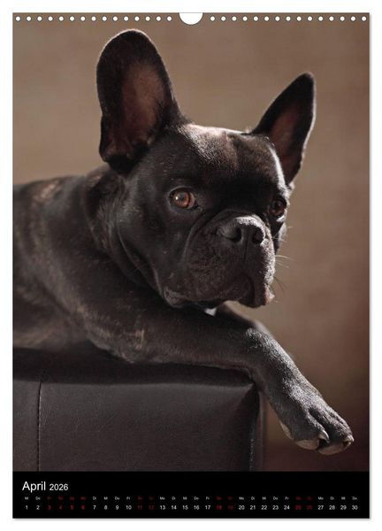 Produktbild: Bullys mit Charme - Franz&ouml;sische Bulldoggen im Portrait (Wandkalender 2026 DIN A3 hoch), CALVENDO Monatskalender