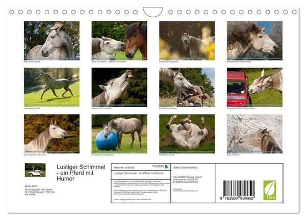 Produktbild: Lustiger Schimmel - ein Pferd mit Humor (Wandkalender 2027 DIN A4 quer), CALVENDO Monatskalender