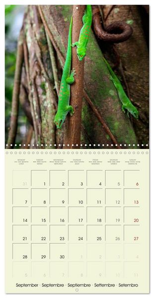 Produktbild: Les merveilles du monde les reptiles (Calendrier mural carr&eacute; 2026 30x30 cm) Calendrier double avec une page pour vos prises de notes