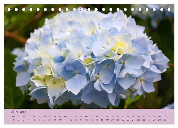 Produktbild: Hortensien 2026. Farbenpr&auml;chtige Impressionen aus dem Garten (Tischkalender 2026 DIN A5 quer), CALVENDO Monatskalender