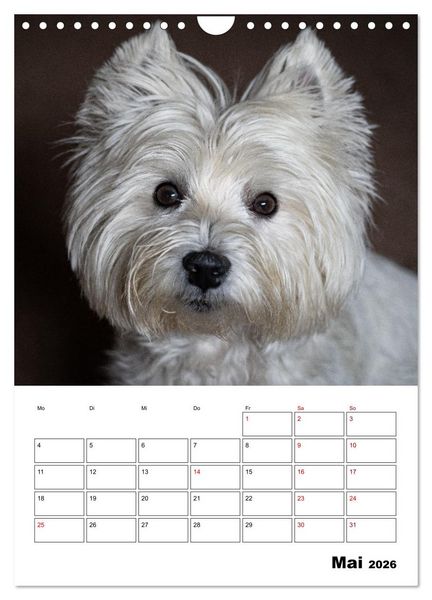 Produktbild: West Highland White Terrier - Herzensbrecher auf vier Pfoten (Wandkalender 2026 DIN A4 hoch), CALVENDO Monatskalender