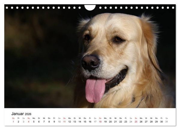 Produktbild: Golden Retriever Power (Wandkalender 2026 DIN A4 quer), CALVENDO Monatskalender