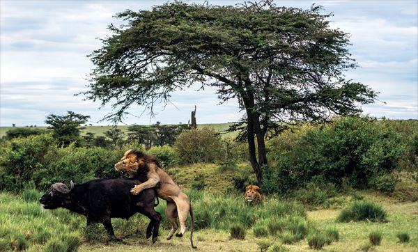 Produktbild: Die Seele Afrikas