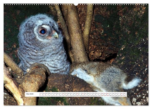 Produktbild: Das Leben der Eulen, die Damen der Nacht (Wandkalender 2026 DIN A2 quer), CALVENDO Monatskalender