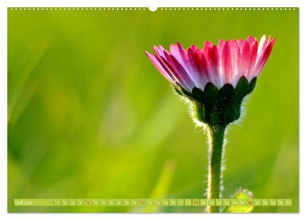 Produktbild: G&auml;nsebl&uuml;mchen Poesie (hochwertiger Premium Wandkalender 2026 DIN A2 quer), Kunstdruck in Hochglanz