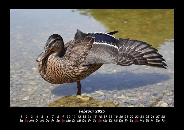 Produktbild: Welt der V&ouml;gel 2025 Fotokalender DIN A3
