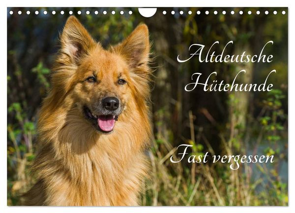 Altdeutsche Hütehunde - Fast vergessen (Wandkalender 2026 DIN A4 quer), CALVENDO Monatskalender