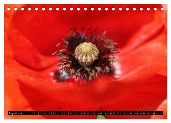 Produktbild: Mohnblumen (Tischkalender 2026 DIN A5 quer), CALVENDO Monatskalender