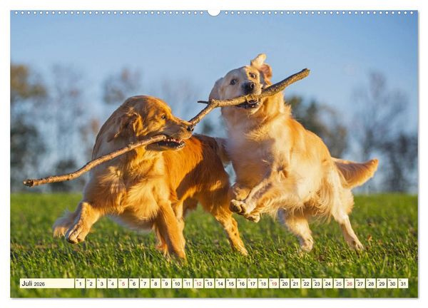 Produktbild: Golden Retriever - Freunde auf 4 Pfoten (Wandkalender 2026 DIN A2 quer), CALVENDO Monatskalender