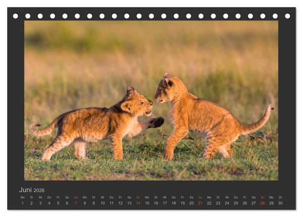 Produktbild: L&ouml;wen Wildlife-Fotografien (Tischkalender 2026 DIN A5 quer), CALVENDO Monatskalender