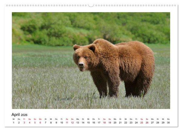Produktbild: Braunb&auml;ren in Alaska (Wandkalender 2026 DIN A2 quer), CALVENDO Monatskalender