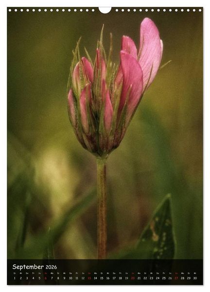 Produktbild: Alpenblumen 2026 (Wandkalender 2026 DIN A3 hoch), CALVENDO Monatskalender