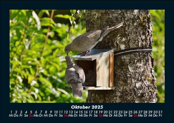 Produktbild: B&auml;ume 2025 Fotokalender DIN A5