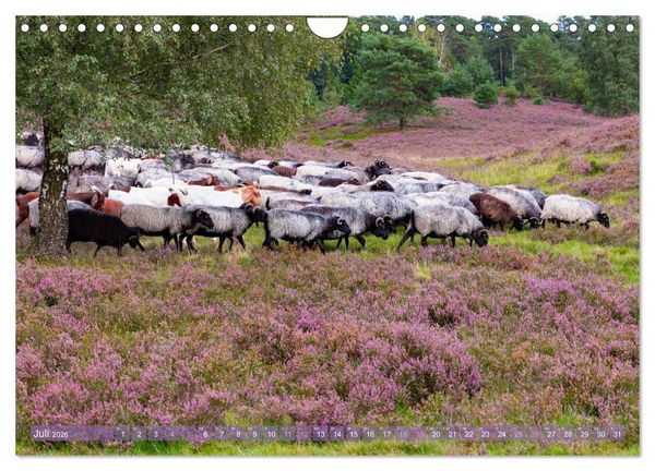 Produktbild: Im Bl&uuml;tenrausch der L&uuml;neburger Heide (Wandkalender 2026 DIN A4 quer), CALVENDO Monatskalender