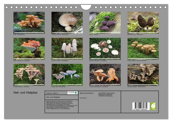 Produktbild: Heil- und Vitalpilze (Wandkalender 2026 DIN A4 quer), CALVENDO Monatskalender